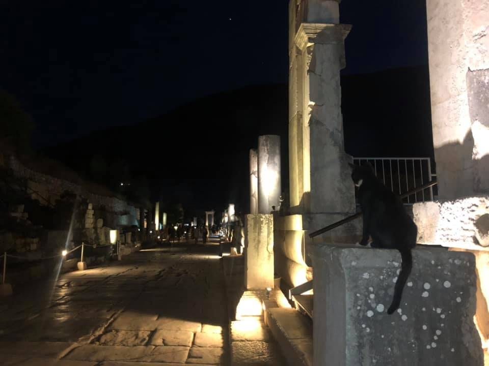A floodlit marble street in Ephesus after dark with a black cat sitting on a plinth