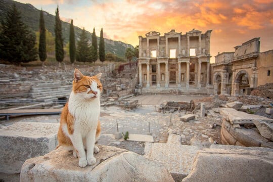 A ginger and white cat sitting on marble in front of the Library of Celsus at Ephesus under a sunset sky