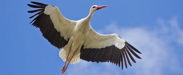 A white stork flying against a blue sky above Ephesus
